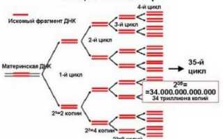 Что такое анализ ПЦР?