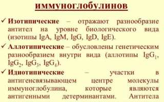 Все про нормы иммуноглобулина Е