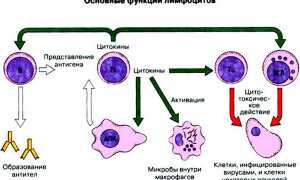 Узнаем, что делать, если лимфоциты понижены при беременности