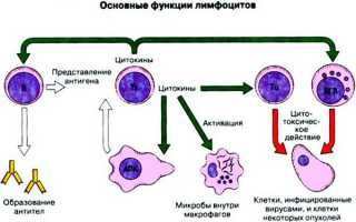 Узнаем, что делать, если лимфоциты понижены при беременности