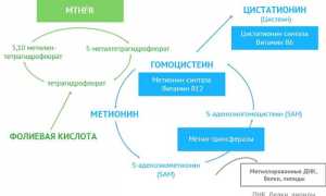 Что представляет собой гомоцистеин и о чем говорят показатели его анализа