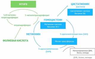 Что представляет собой гомоцистеин и о чем говорят показатели его анализа