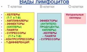 Что такое Т лимфоциты и какова их функция?