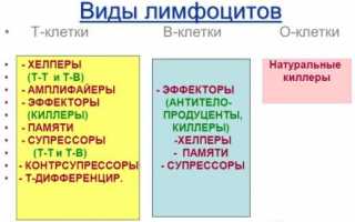 Что такое Т лимфоциты и какова их функция?