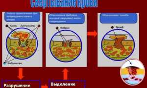 Узнаем нормы свертываемости крови