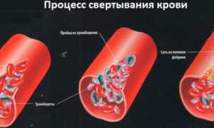Вся информация про свертывающую систему крови