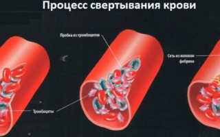 Вся информация про свертывающую систему крови