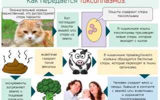 Вся информация про анализ на токсоплазмоз