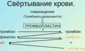 Узнаем нормы протромбина