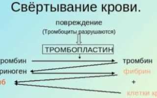 Узнаем нормы протромбина