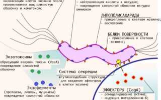 Все про анализ крови на хеликобактер пилори
